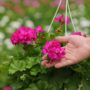 Geranium – Calliope Medium Deep Rose – 10″ Hanging Basket
